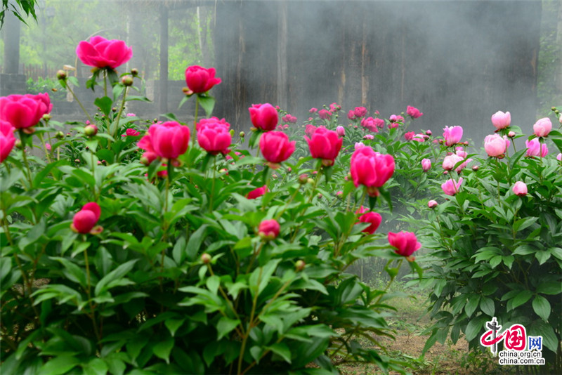 Disfruta de las flores de la Gran Muralla de Jinshanling