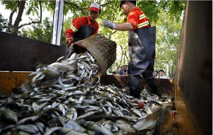 10 toneladas de peces enterrados vivos en un vertedero de Guangdong