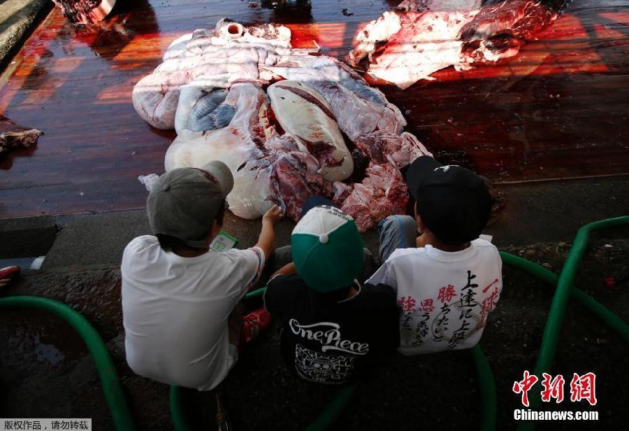 Japón inicia la campa?a de caza de ballenas en el Pacífico Norte