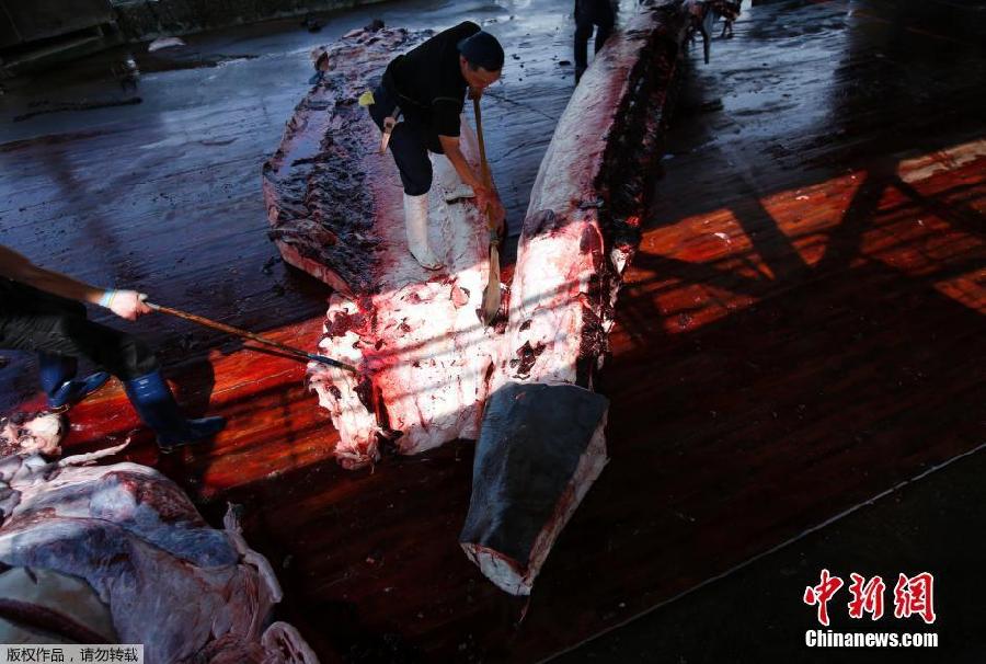 Japón inicia la campa?a de caza de ballenas en el Pacífico Norte