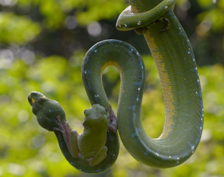 Rana valiente jugando con serpiente 