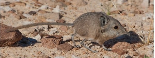 Descubren en Namibia la musara?a elefante más peque?a de áfrica