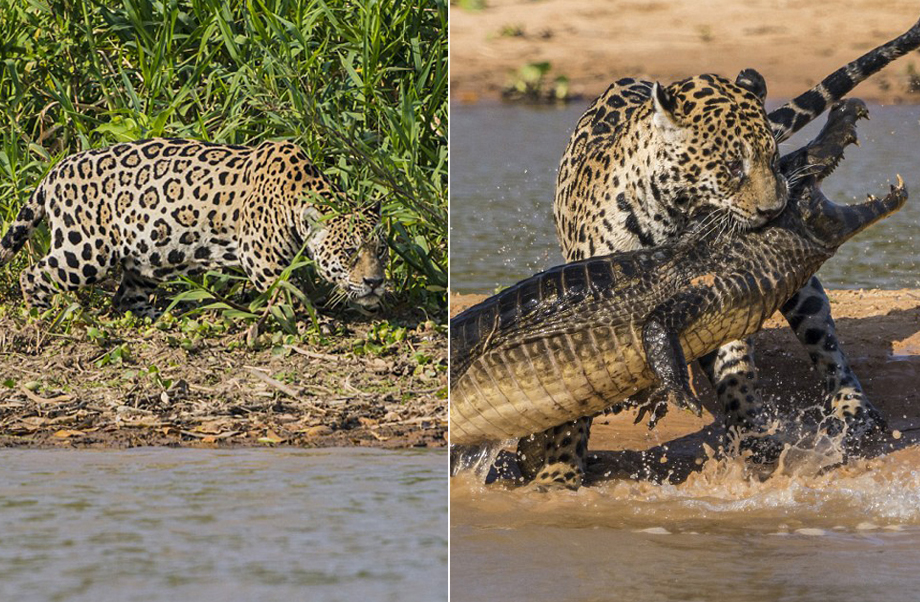 El leopardo caza cocodrilo