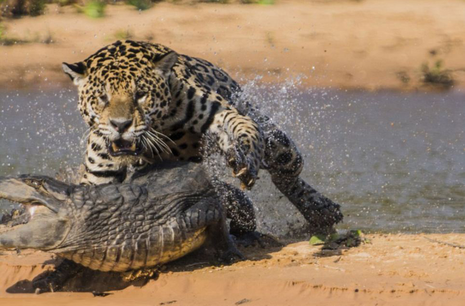 El leopardo caza cocodrilo