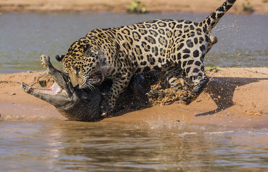 El leopardo caza cocodrilo