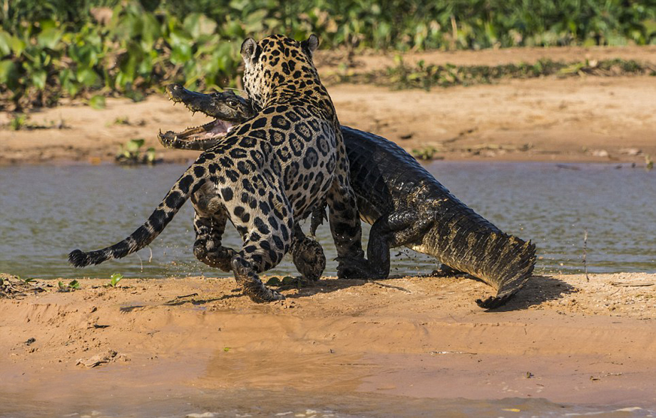 El leopardo caza cocodrilo