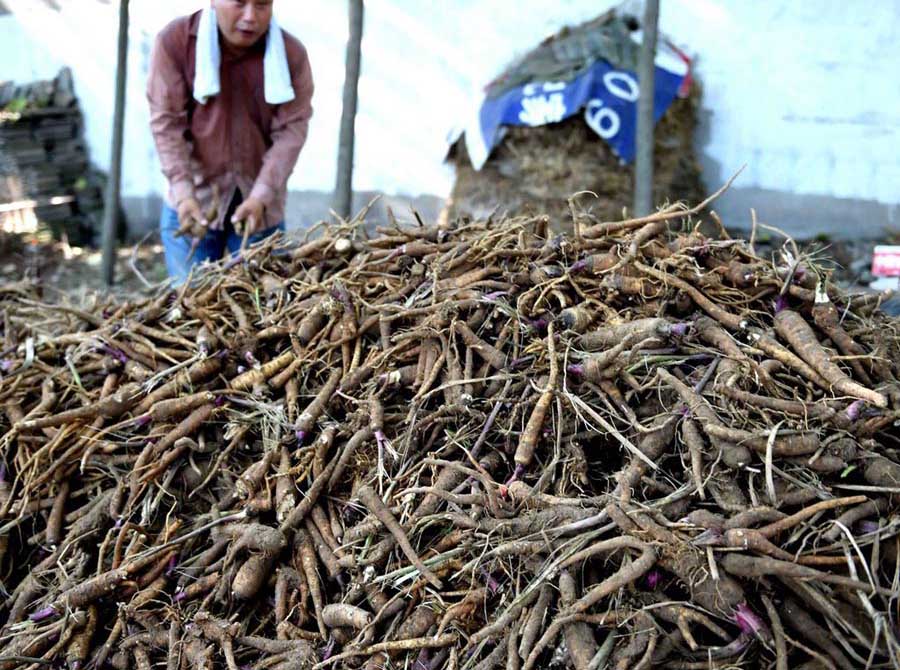 Agricultores cosechan Baizhi en un pueblo de Bozhou, provincia de Anhui, 21 de julio del 2014.