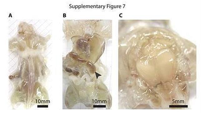 Crean ratones transparentes para facilitar la investigación