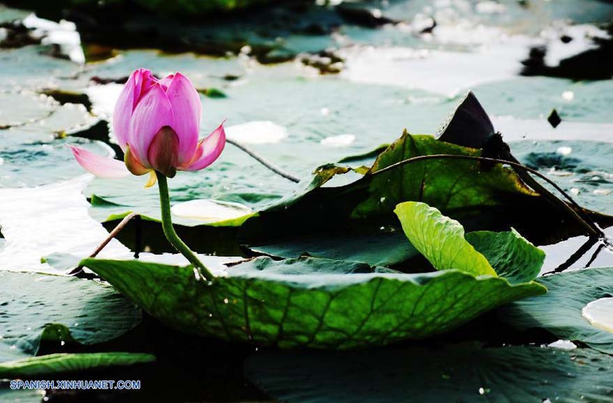 Heilongjiang: Bello paisaje de Lago Yueya en Hulin 