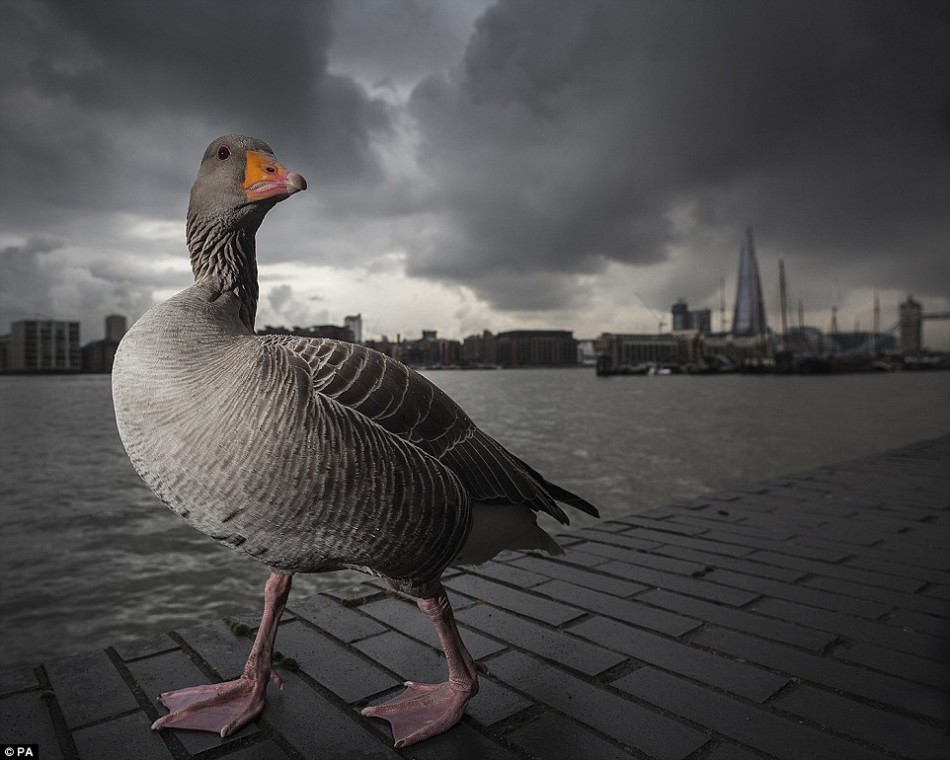 Ganadores de los Premios Británicos de Fotografía de Vida Salvaje 2014