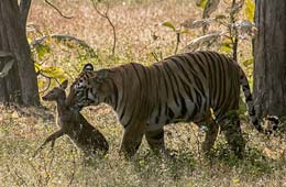 Tigres liberados por Putin contribuyen a iniciativa de China