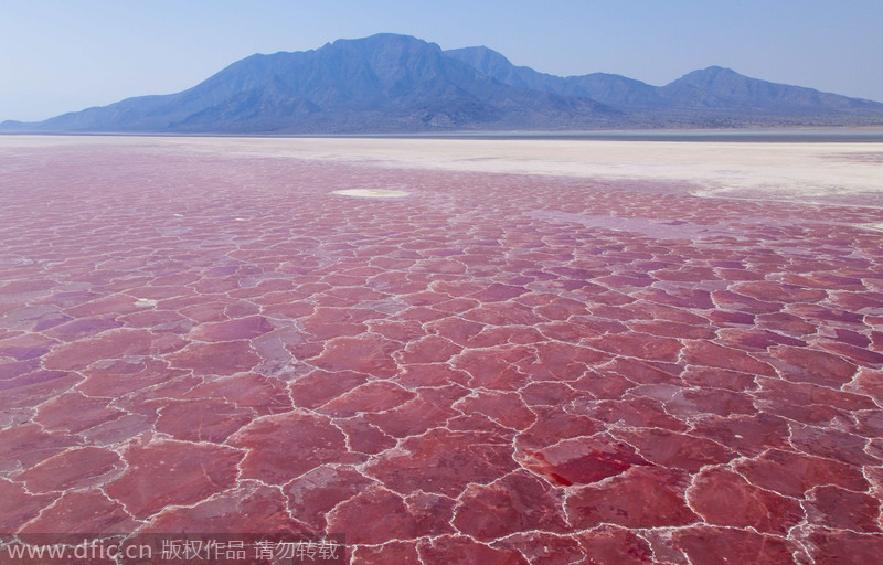 El lago?Natrón,?en?Tanzania, ha sido destacado por CNN?entre los?15?paisajes más?coloridos del mundo. [Foto:IC]