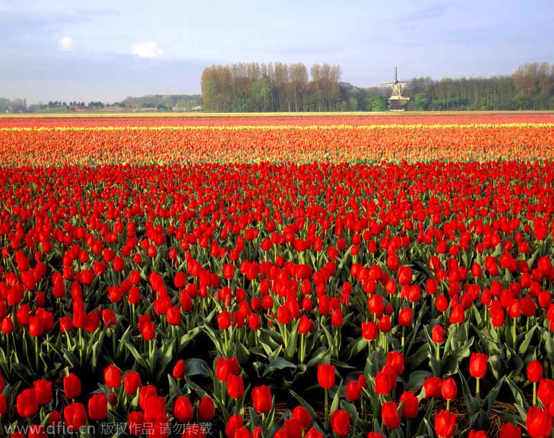 Los?campos?de?tulipanes?de?Lisse,?en Países Bajos,?también ha sido destacado por CNN?entre los?15?paisajes más?coloridos del mundo.[Foto:IC]