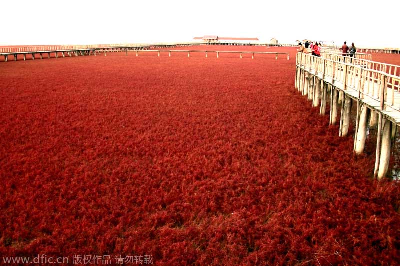 La?playa?roja?en?Panjin, en Liaoning,?es?uno de los símbolos naturales de?China.?El color?de?la?playa?se?le atribuye?a?los juncos?que?crecen?en?el?agua?salada.?[Foto:IC]