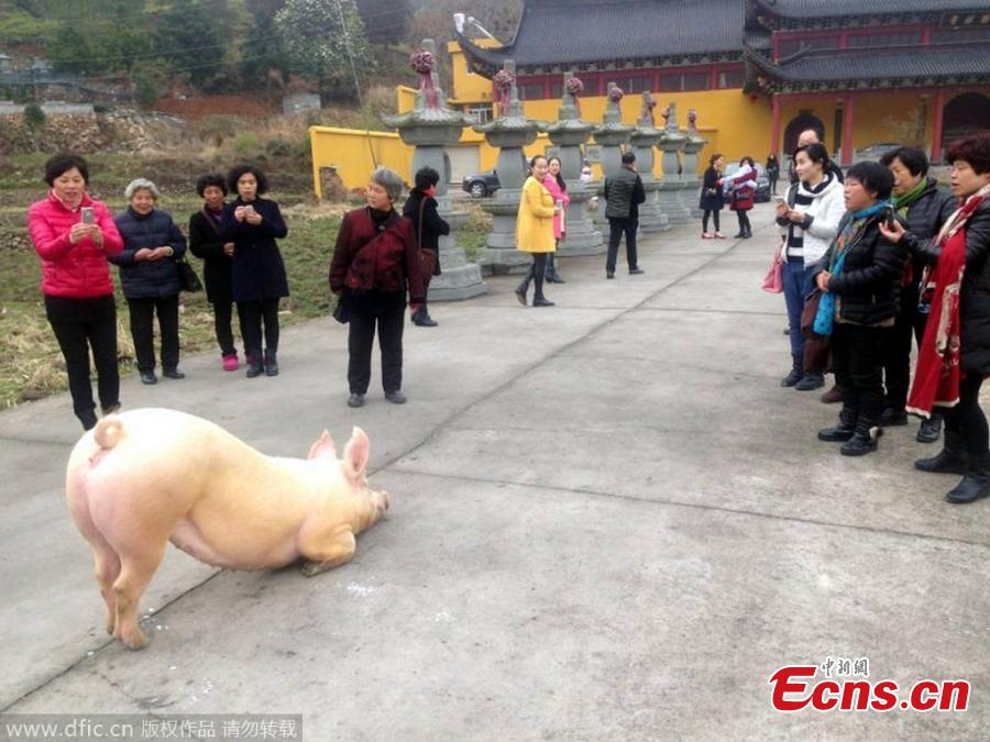 Un cerdo devoto conmueve a los peregrinos