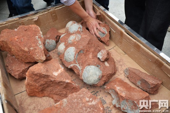 Encuentran 43 huevos de dinosaurio en el sur de China