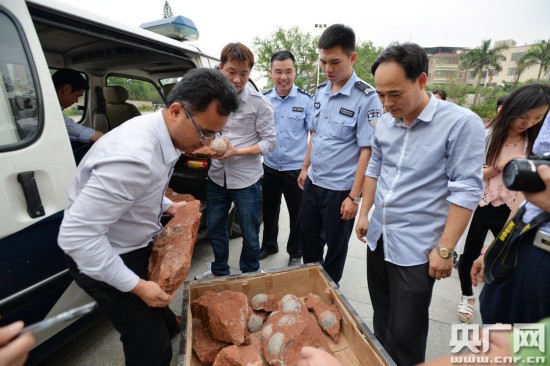 Encuentran 43 huevos de dinosaurio en el sur de China