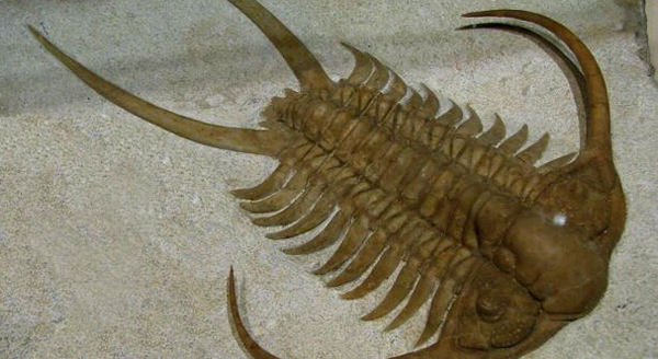 Localizan el fósil trilobite más antiguo del mundo