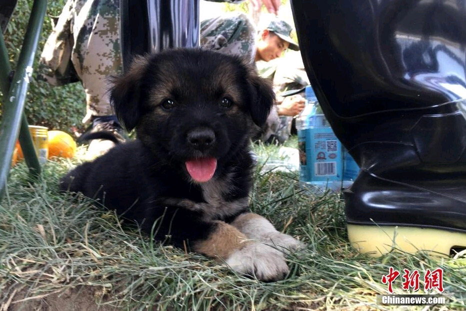 El perrito rescatado en explosiones de Tianjin