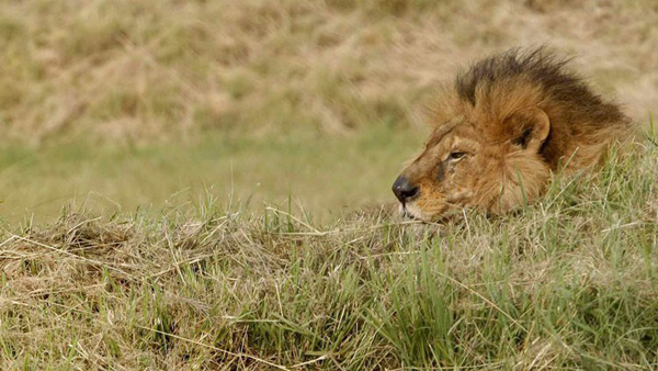 Un ni?o de 7 a?os caza "su primer león" en áfrica e indigna a los cibernautas