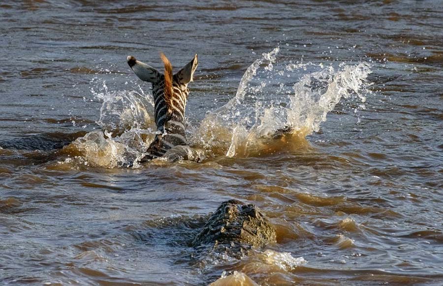 Escena brutal en Kenia: dos cocodrilos cazan una cebra en el río