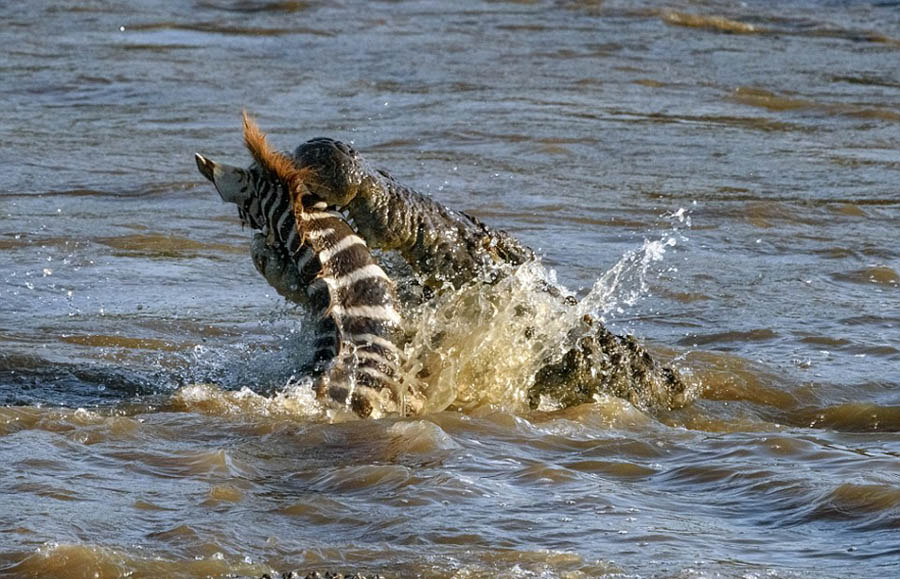 Escena brutal en Kenia: dos cocodrilos cazan una cebra en el río