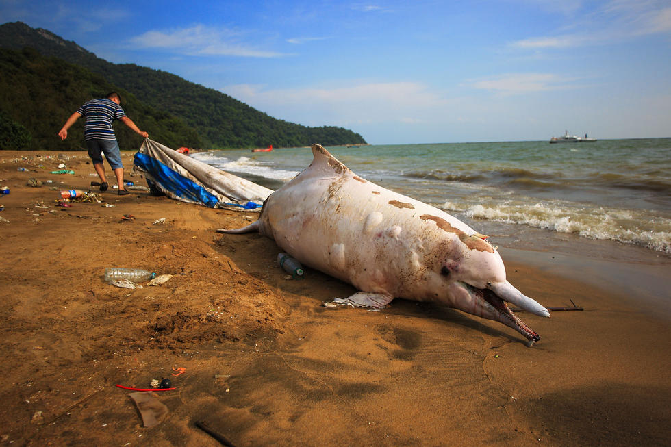 Delfín blanco se halla muerto en costa de Shenzhen