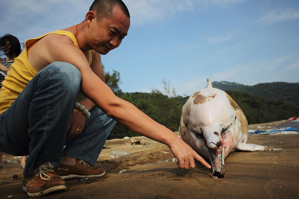 Delfín blanco se halla muerto en costa de Shenzhen