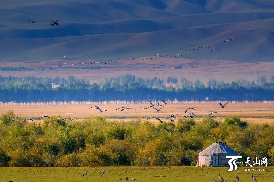 La migración de gruas animan Xinjiang