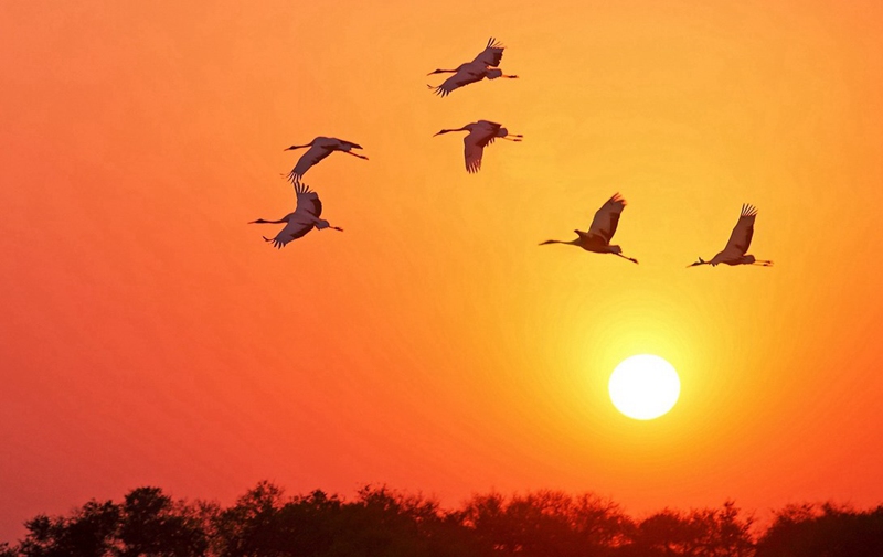 Reserva Natural Nacional Xianghai, paraíso de las aves 2