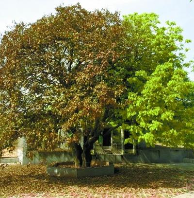 árbol medio marchito y medio nuevo