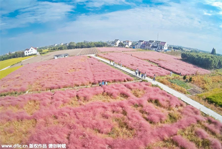 Turistas visitan el paisaje rosa de Shanghai