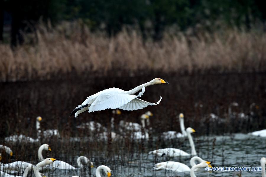 Cisnes cantores silvestres en humedal de Shanxi