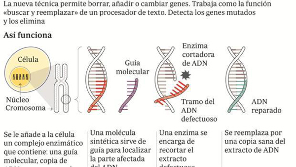 La edición de genes confirma en vivo su eficacia en una distrofia muscular