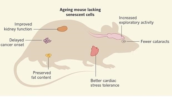 Logran prolongar la esperanza de vida en ratones en casi un 30%