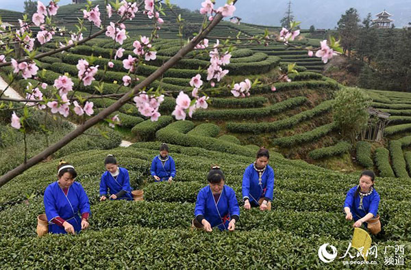 Agricultores de té recogen la primera cosecha de primavera en Guangxi