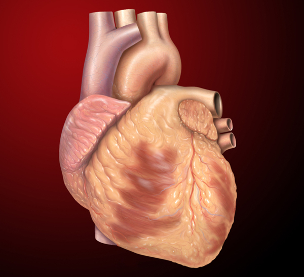 Crean células especiales para recuperar el corazón tras un infarto