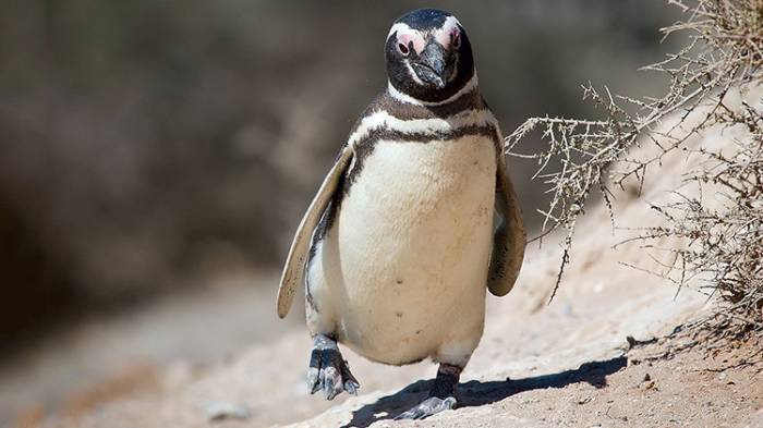 Pingüino nada 8.000 km cada a?o para visitar a su salvador brasile?o