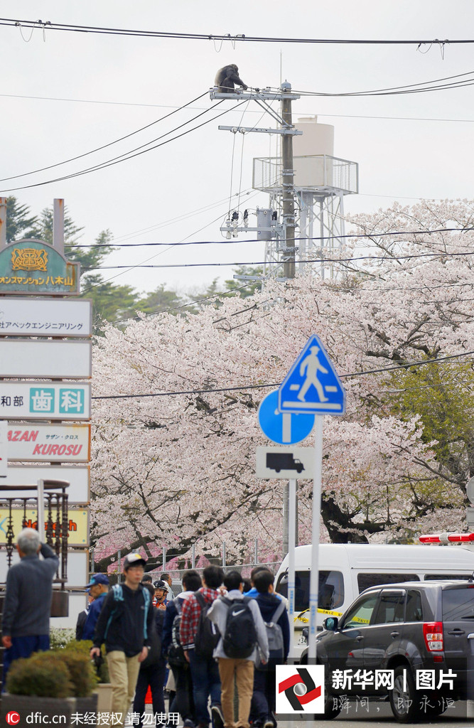 Chimpancé escapa de zoológico en Japón