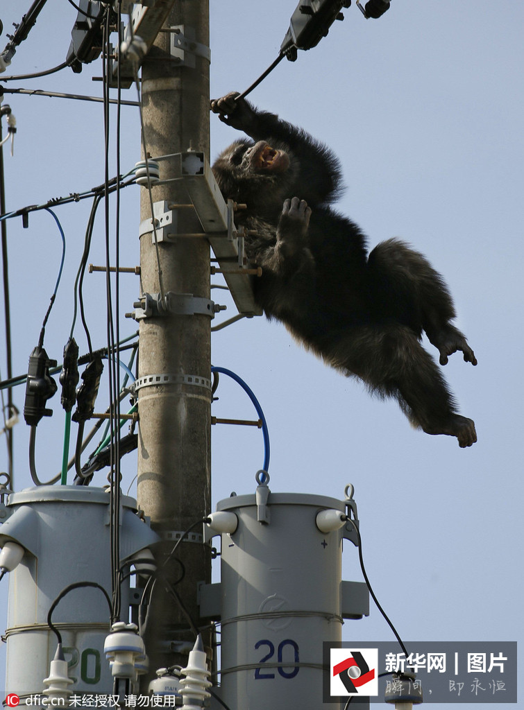 Chimpancé escapa de zoológico en Japón