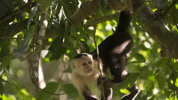 Hallan en Panamá fósiles de primer mono de Norteamérica