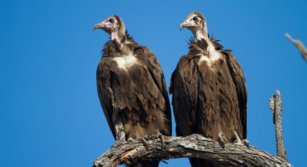 Pareja de "buitres gay" incuba en zoológico alemán un huevo rechazado por su madre