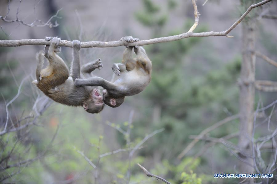 Macacos de monta?a de Shuangta, Hebei