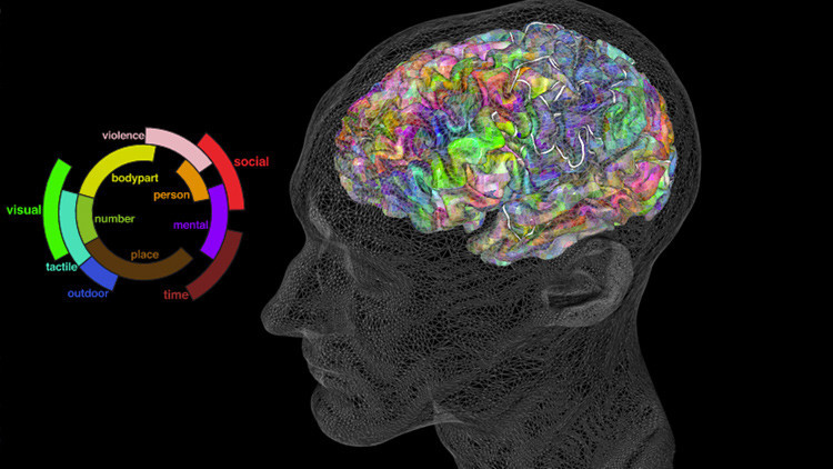 Crean un atlas semántico del cerebro 
que permite leer la mente