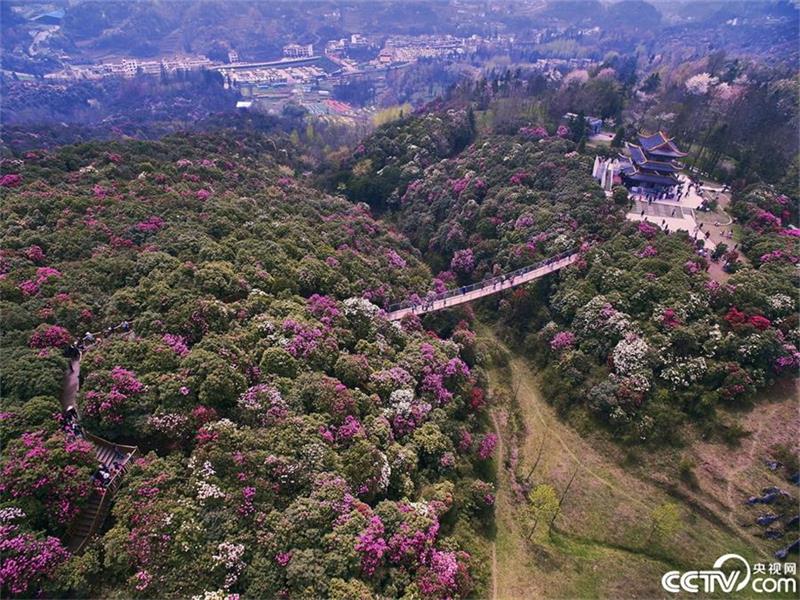 Un mar de azaleas en la provincia de Guizhou