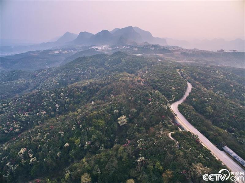 Un mar de azaleas en la provincia de Guizhou