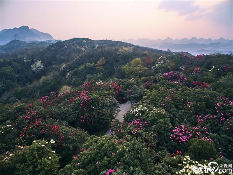 Un mar de azaleas en la provincia de Guizhou