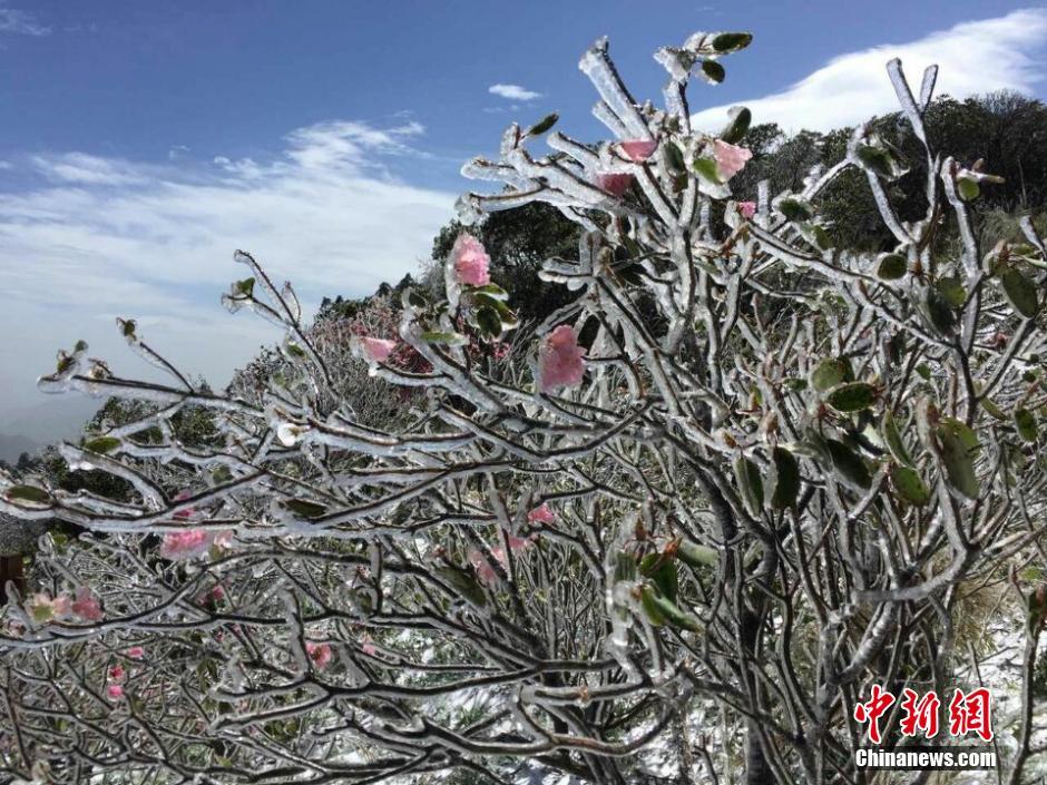 Rosadelfas cubiertas de hielo después de una nevada en Shenlongjia