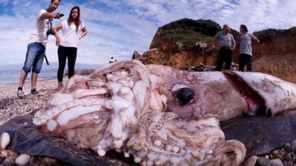 Las profundidades del océano esconden calamares tama?o autobús