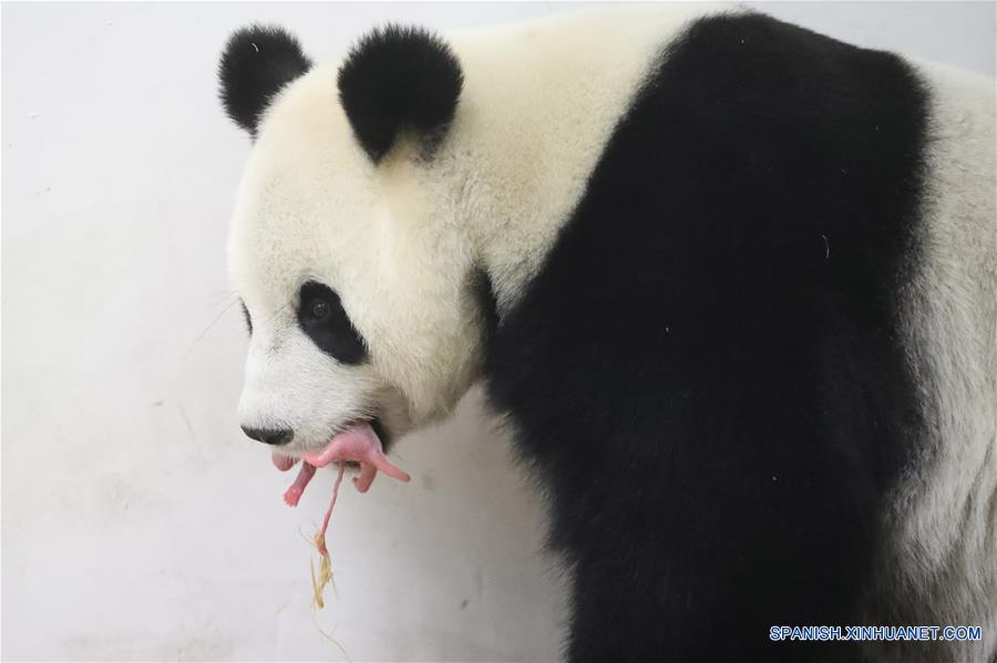 La panda gigante china "Hao Hao" dio a luz a un cachorro en las primeras horas de hoy, anunciaron el parque zoológico belga Pairi Daiza y el Centro de Conservación e Investigación del Panda Gigante de China.(Xinhua)